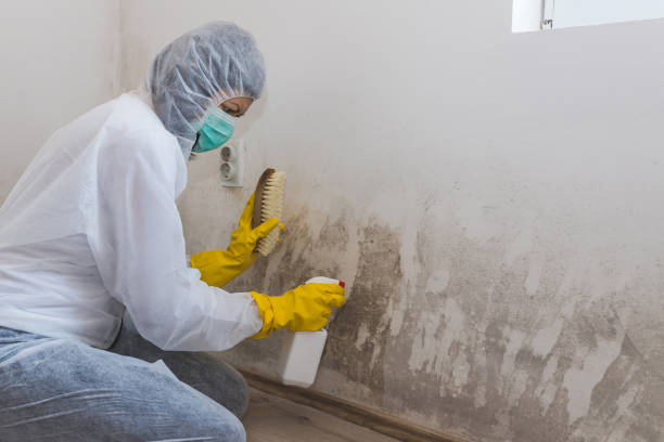 Best Emergency Mold Remediation  in Clifton, AZ